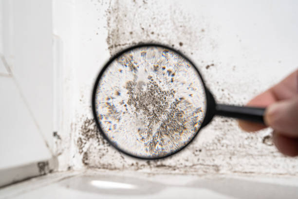 Best Environmental Consulting for Mold Prevention  in Edmonston, MD