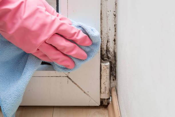 Best Emergency Mold Remediation  in Edmonston, MD